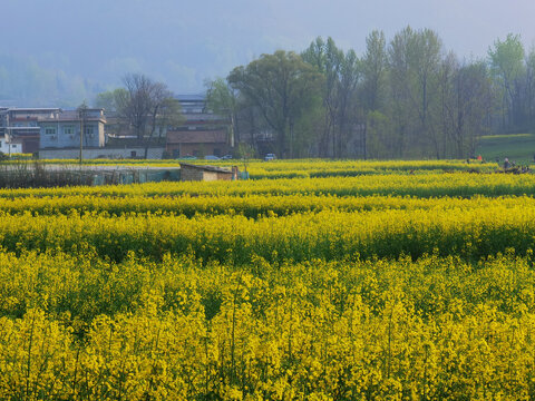 油菜花