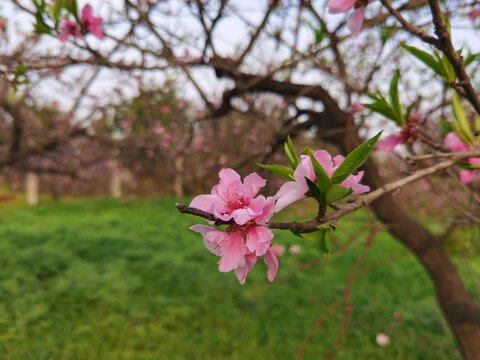 桃花特写