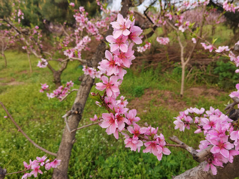 粉红桃花