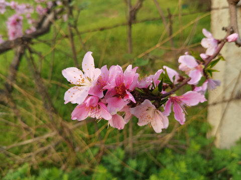 菊花桃