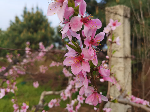 桃花