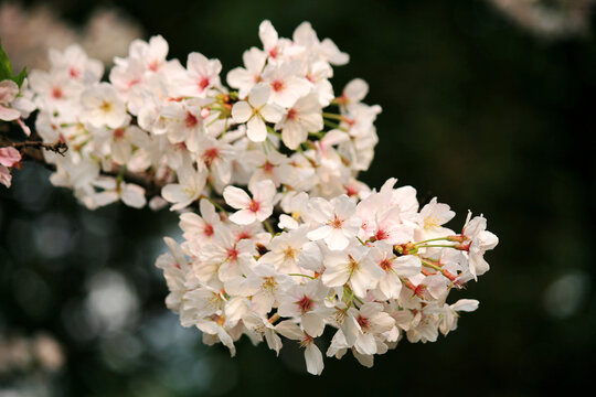 东京樱花