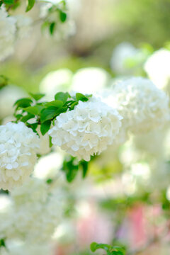 白色的绣球花