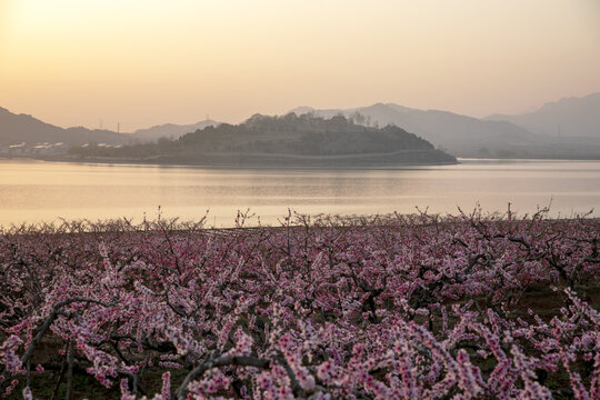 夕阳下的桃花园