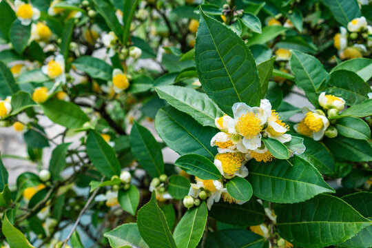 山茶花