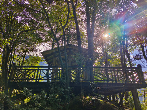 瓦屋山树林阳光