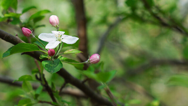四月梨花开