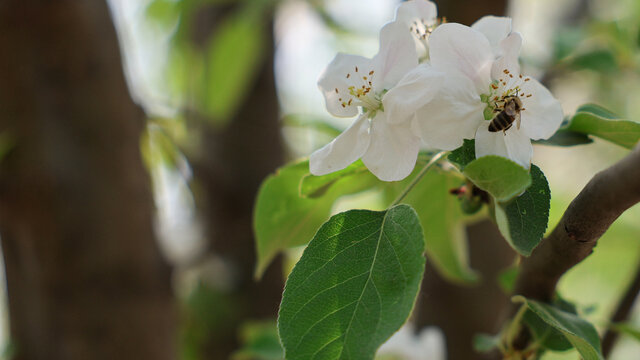 蜜蜂采蜜