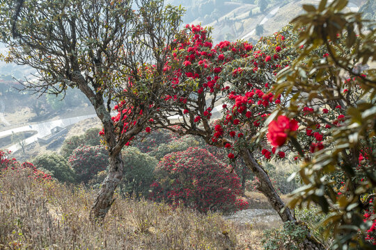 永德大雪山杜鹃花