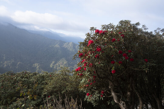 永德大雪山杜鹃花