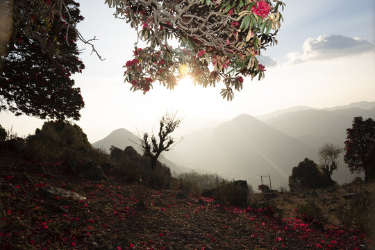 永德大雪山杜鹃花