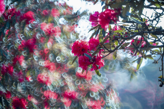 永德大雪山杜鹃花