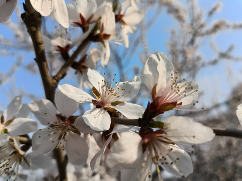 桃花