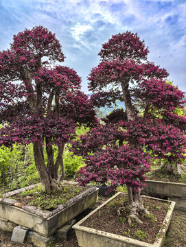 苗圃基地红花树