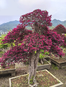 盆栽红花树