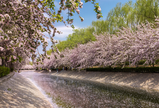 海棠花溪