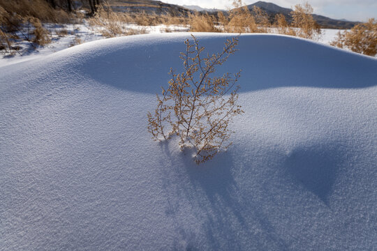 冬季雪堆上的植物特写