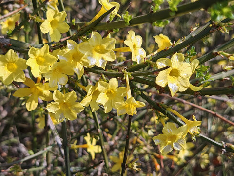 迎春花