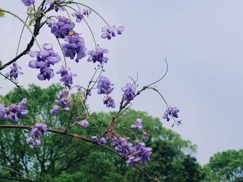 牵牛花