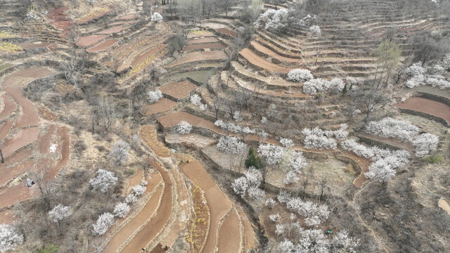 沂蒙山村春暖花开