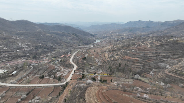 山村桃花