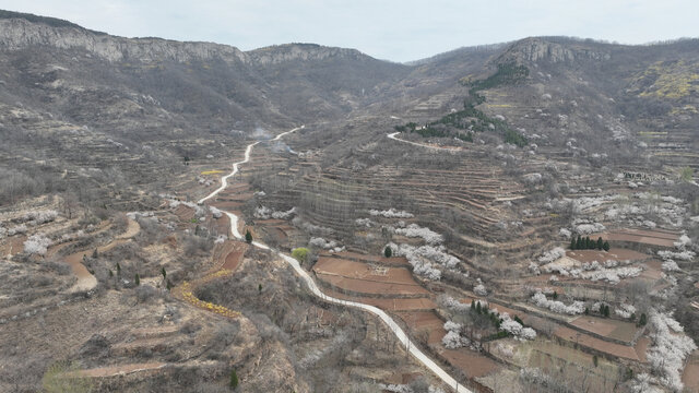 山村桃花