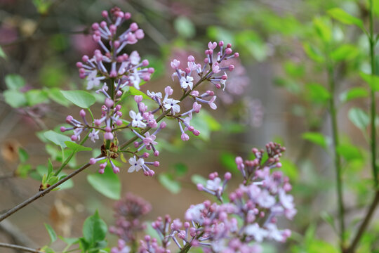 丁香花