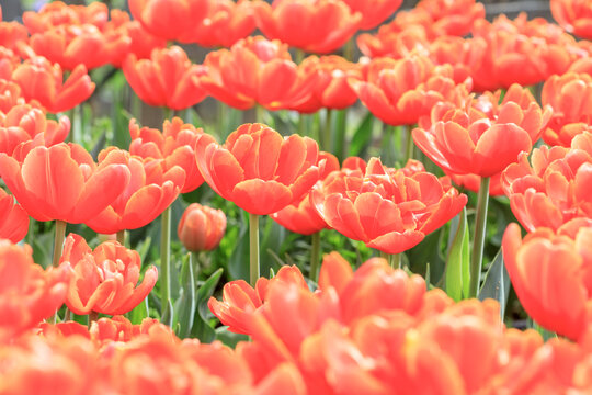 郁金香花海