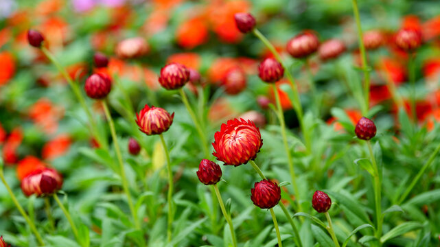 麦秆菊