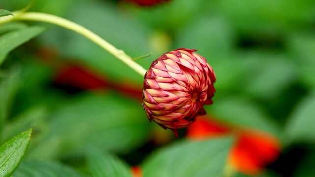 麦秆菊