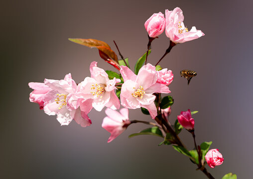 海棠蜜蜂