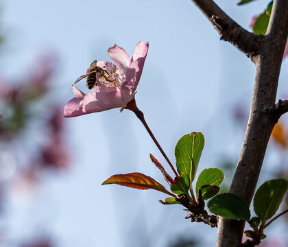 海棠蜜蜂