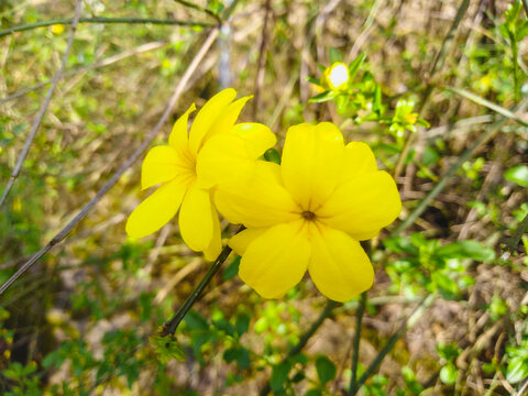 迎春花