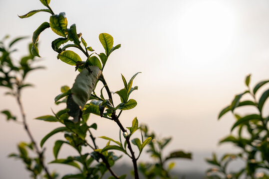 坝糯藤条茶茶树