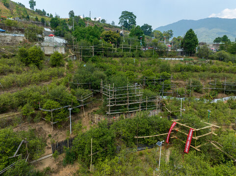 临沧茶区冰岛老寨广场古茶树