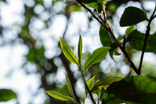 云南普洱茶古树茶