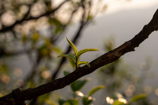 古树茶芽头