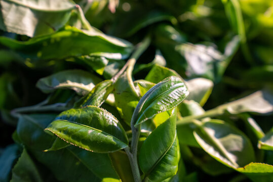 云南古树茶普洱茶