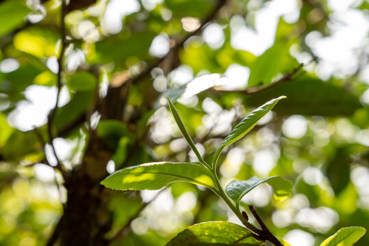 云南古茶树古树茶普洱茶