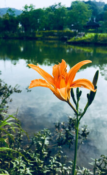 金针花黄花特写