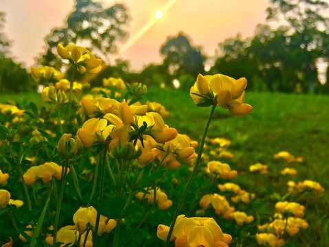 牛角花特写特