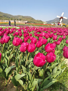 郁金香花海