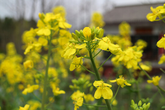 油菜花