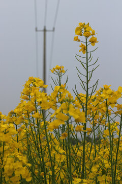 油菜花