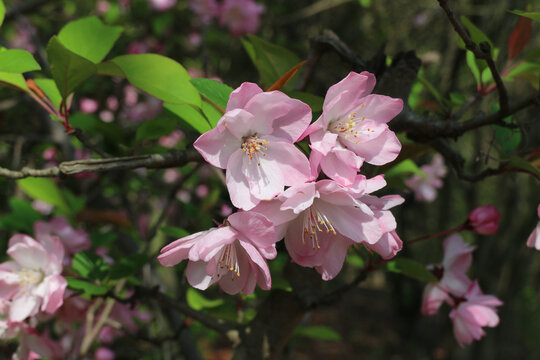 榆叶梅小粉花