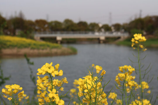 油菜花