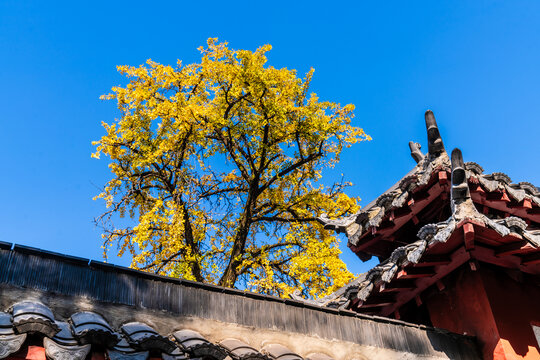 南京毗卢寺秋天风景