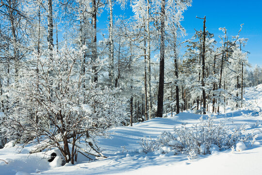 冬季原始森林大雪雾凇