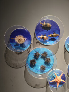 海洋生物海胆标本