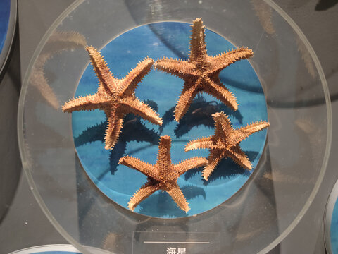 海洋生物标本海星